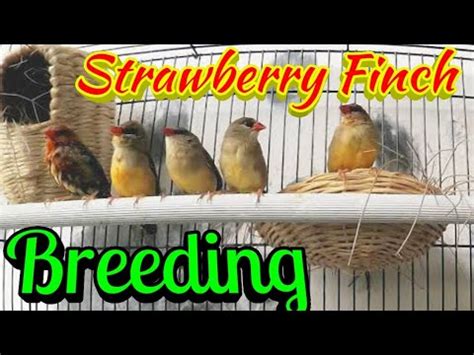 strawberry finch figgerits answers|A Breeding Trigger for Strawberry Finches .